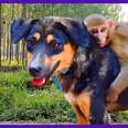 Avni the Monkey Takes Rides on the Back of Her DOG Best Friend