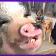 Pig Learns How To Photobomb His Dog Family