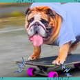 Dog Who Can Skateboard Wants To Tell You All About It