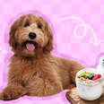 dog with yogurt