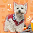 dog with pumpkin spice