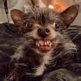 Little 'Werewolf' Dog Has A Smile That's Perfect For Halloween 
