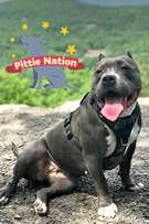 Pittie Nation cover art