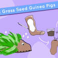 Bring Your Gardening Indoors With These Fun Grass Seed Guinea Pigs