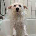 Help! My Dog Is Terrified Of Baths — He Freaks Out As Soon As He Hears The Water Running!