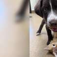 Puppy Gets Lifesaving Surgery — Then Falls In Love With Someone Also In Recovery