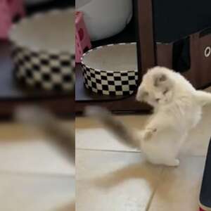 Cat playing with mini skateboard