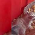 Baby raccoon in truck with bedding