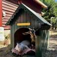 Rescue Pig Loves Lounging In His ‘Pig Cave' With An Unlikely Best Friend