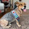 Proud Rescue Dog Earns Yet Another Merit Badge For His Good Deeds