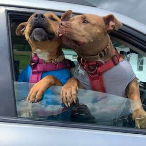 Dog Who Spent A Year In Shelter Is So Thrilled To Leave With A New Best Friend