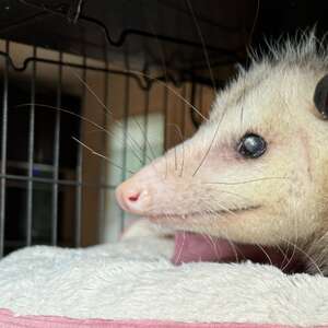 Baby opossum on a mama opossum's back