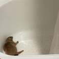 Mother And Daughter Enter Hotel Bathroom And Find Someone Fuzzy In The Tub
