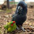 Heartbroken Bird Strikes Up An Unlikely Best Friendship With Someone Half His Size