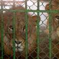 lions kept as pets