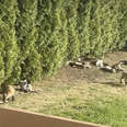 Homeowner Is Delighted To See Her Backyard Overrun With Baby Foxes