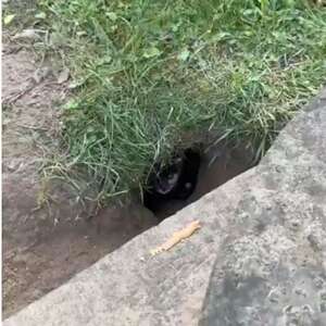 Fluffy Orphaned Babies Peek Out From Hole In Graveyard, Looking For Help
