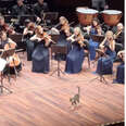 Random Cat Adorably Steals The Show During Live Orchestral Performance 