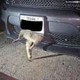 Driver Is Shocked To Discover Little Legs Sticking Out Of Her Car's Grille