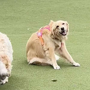 Socially Awkward Dog Tries His Best To Fit In At The Dog Park