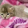 gray kitten laying on a pink blanket