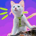 The Best Cat Harnesses For Adventurous Cats, According To The Experts