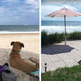 dog friendly beach rental