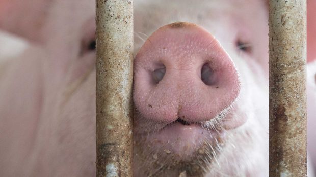 Danish Crown in Essen schlachtet 2023 fast eine Million Schweine weniger