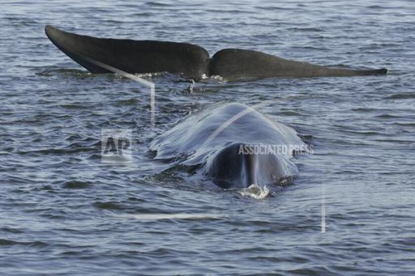 FILE - A fin whale is seen stranded, possibly stuck on its belly, in a shallow fjord on the western coast at Vejle, Denmark, on June 16, 2010. Iceland's government said Tuesday, June 11, 2024 that it has issued a license to the North Atlantic nation's last fin whaling company to hunt and kill 128 fin whales this year. (Benny F. Nielsen, Polfoto via AP, File)