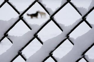Two dogs playing in a park is framed through a snow-covered fence after a winter storm moved through the region Tuesday, Jan. 9, 2024, in Kansas City, Mo. (AP Photo/Charlie Riedel)