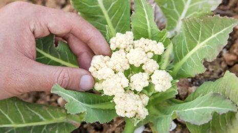 Growing-Cauliflower