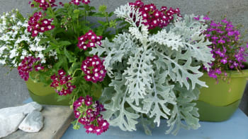 Samozavlažovací truhlíky: Pěstujte květiny a zeleninu na balkoně bez každodenního zalévání