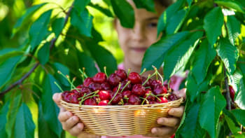 Samosběr třešní 2024: Vyrazte na sladké ovoce, které si můžete natrhat i zadarmo