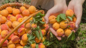 Užijte si meruňkovou sezónu naplno. Proč jíst meruňky a jak mohou pomoci zdraví i kráse