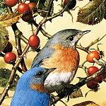 Карл Брендерс - Мелкие певчие птицы с синей спинкой