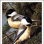 Карл Брендерс - bs-na- Carl Brenders- Black- Capped Chickadees