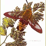Карл Брендерс - Сумеречная бабочка