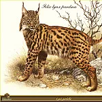 Карл Брендерс - Рысь с окрасом леопарда