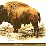 Карл Брендерс - Американский бизон