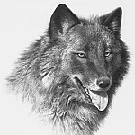 Карл Брендерс - Черный волк
