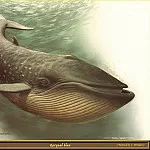 Карл Брендерс - Голубой кит-полосатик