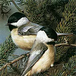 Карл Брендерс - kb Brenders Black Capped Chickadees