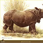 Карл Брендерс - PO ppa 49 Rhinoceros des Indes