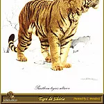 Карл Брендерс - Сибирский тигр