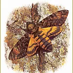 Карл Брендерс - Сумеречная бабочка Мертвая голова