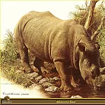 Карл Брендерс - Черный носорог