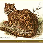 Карл Брендерс - Леопард темного окраса