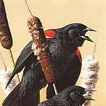 Карл Брендерс - kb Brenders Carl Red Winged Blackbirds