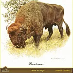 Карл Брендерс - Европейский бизон