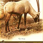 Карл Брендерс - PO ppa 36 Oryx dArabie
